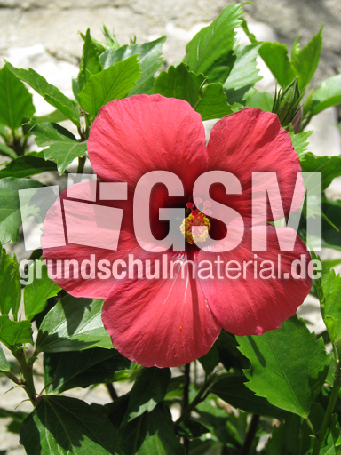 Hibiskus.jpg